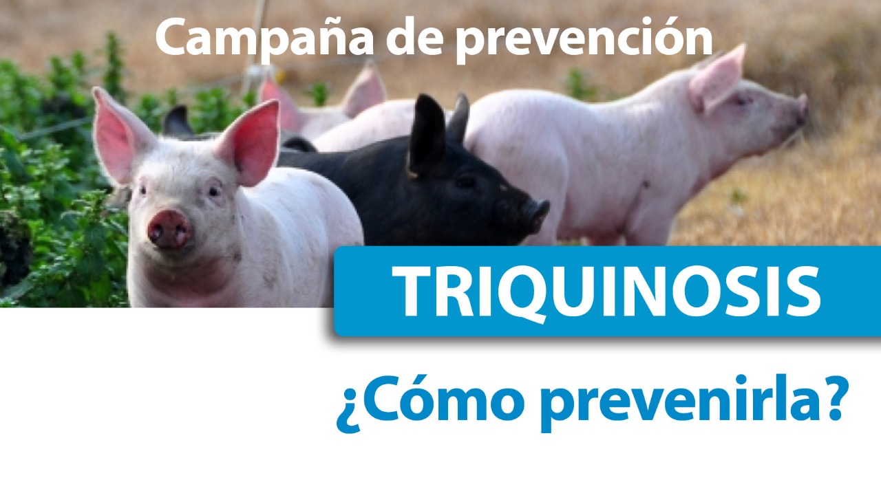 Campaña de triquinosis en nuestra ciudad.