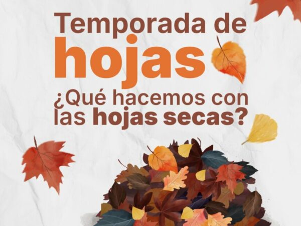  ¿Qué hacemos con las hojas secas?